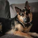 18 month female gsd -0