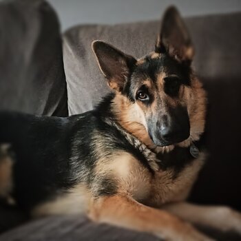 18 month female gsd 