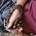 Royal python for rehoming -0