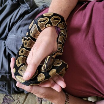 Royal python for rehoming 