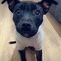 New home needed 8 month old Staffy -0