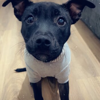 New home needed 8 month old Staffy 