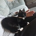 Need to rehome my 9 month old kitten -3