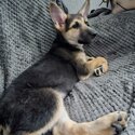 Female German Sheperd puppy -1