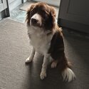 Collie for sale-1