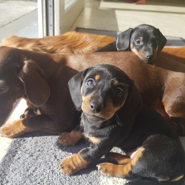 Minature smooth hair Dachshund puppies