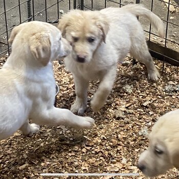 Golden Labrador v golden retriever