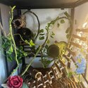 Crested gecko with terrarium and accessories -3