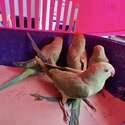 ***BEAUTIFUL, TAME, YOUNG RINGNECKS PARROTSFOR SALE***-2