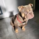 Gorgeous British bulldog female-2