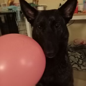 Tali Belgian malinoise beauty