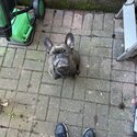 Female French bulldog -0