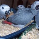 playful  african grey and macaw parrots -2