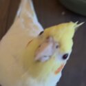 cute sticky cockatiel-1