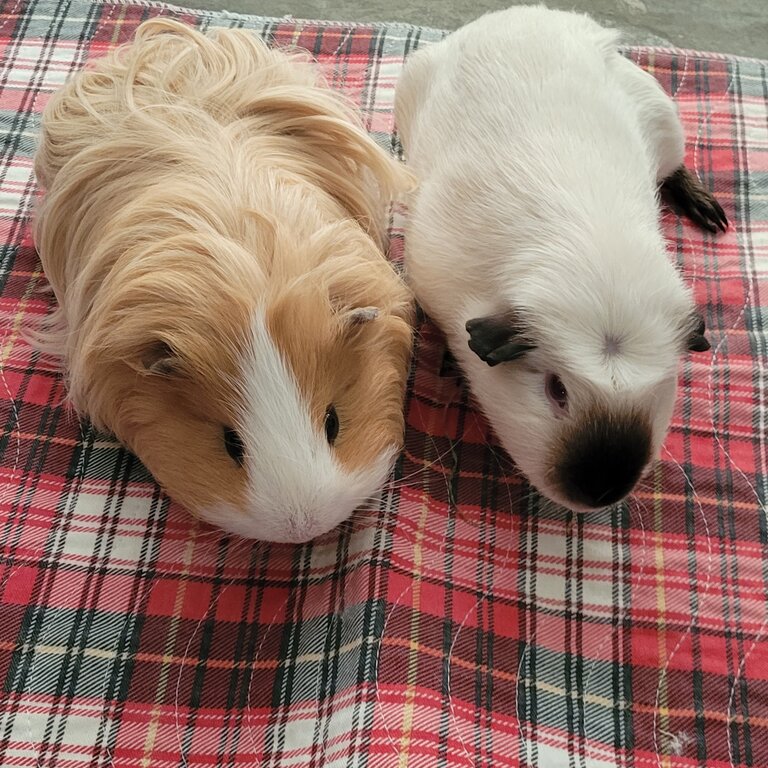 Guineau pigs