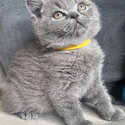 British Shorthair Kitten 13 weeks old-1