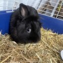 Black LionHead Gorgeous Lad , comes with the shelter-0