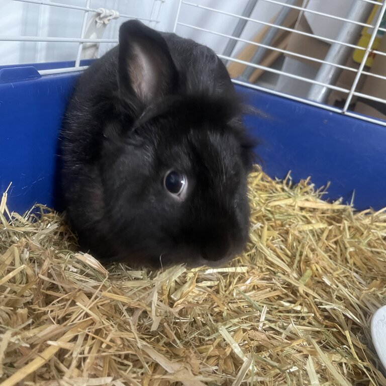 Black LionHead Gorgeous Lad , comes with the shelter