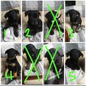 5 female puppies for sale, Sean 0852646581-0