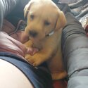 Labrador puppies ikc registered -1