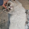 Urgent Pure Breed Ragdoll for sale-4