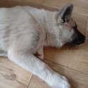 Beautiful Japanese Akita boy, rare colouring-1