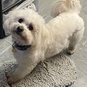 Pure Maltese Dog - Very loving and playful! -3