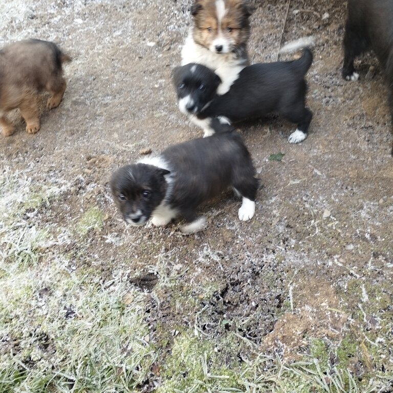 Cross terrier puppies 