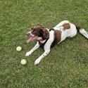 Bella 3 Yr old English springer spaniel  needs rehoming-1