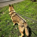 14 month old Gsd boy, not neutered, microchipped and kc registered-3