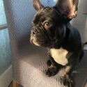 French bulldog puppy-1