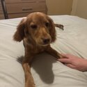 7 month old female cocker spaniel-2