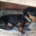 Gorgeous Male Minidachshund 9 months old in Harlow Essex-5