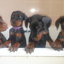 Cute Doberman Puppies 8 weeks old looking for new forever home-1