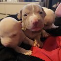 American Staffy Cross Bully Pups Available 14th June-3