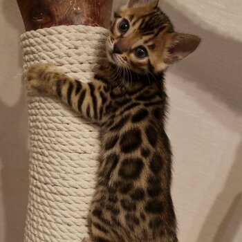 Bengal Kittens Available