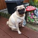 Male pug for sale-2