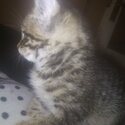 Siberian kitten. Need gone-1