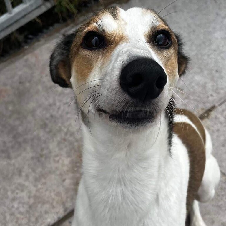 Lurcher saluki cross greyhound 