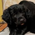 Beautiful Cocker Spaniel x Collie puppies for sale-3