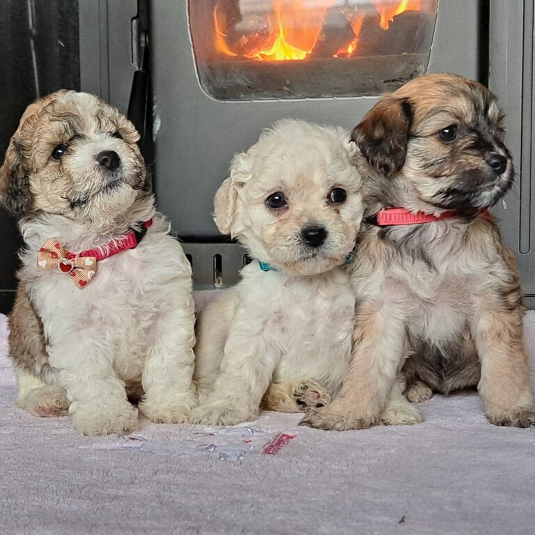 3 female cavachons for sale . Beautiful puppies 