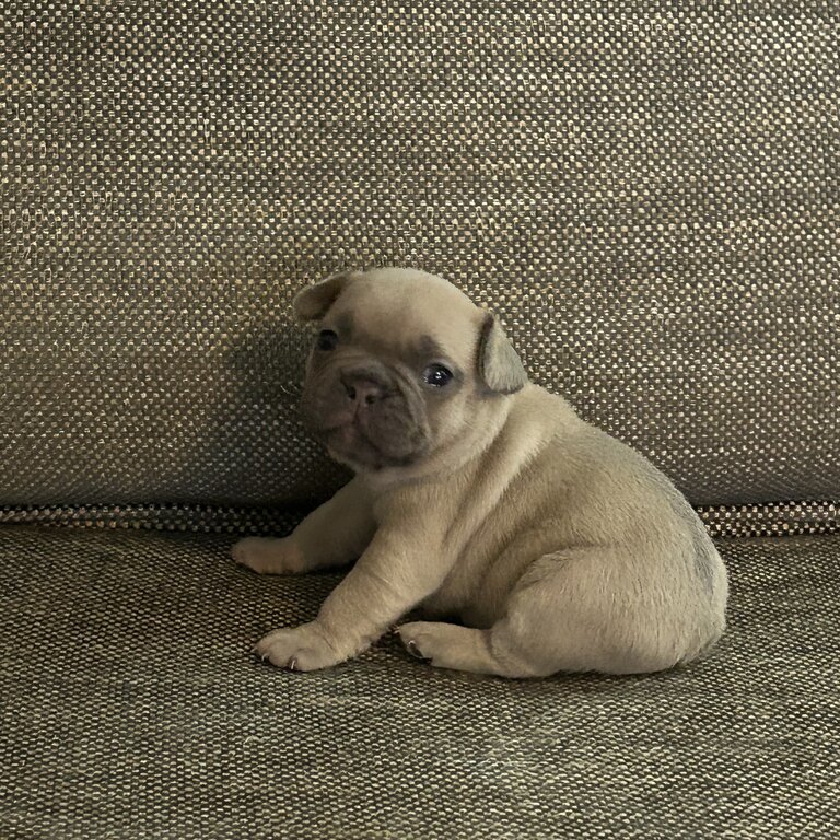 French bulldog puppies 