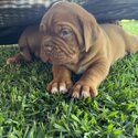 PURE BRED DOGUE DE BORDEAUX (FRENCH MASTIFF)EXPRESSION OF INTERESTS-5