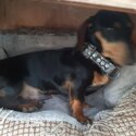 Gorgeous Male Minidachshund 9 months old in Harlow Essex-4