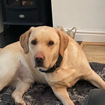 Loving Home Required for our Labrador 