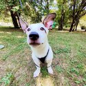 Louie, mixed breed, rescue dog puppy, forever home-2