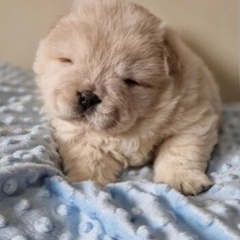 Beautiful Chow Chow puppy 