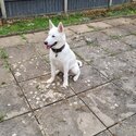 White Akita / malamute -1