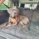 9 m/o Cane Corso looking for a new home! -5