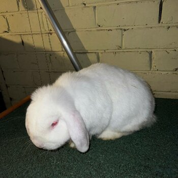 Rabbit 1 male, 1 female plus 2 tier rabbit hutch